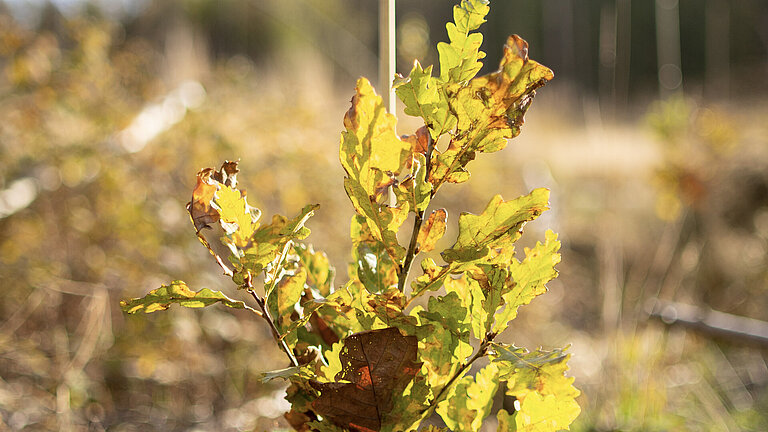 QUNDIS-Baumpaten-Pflanzaktion